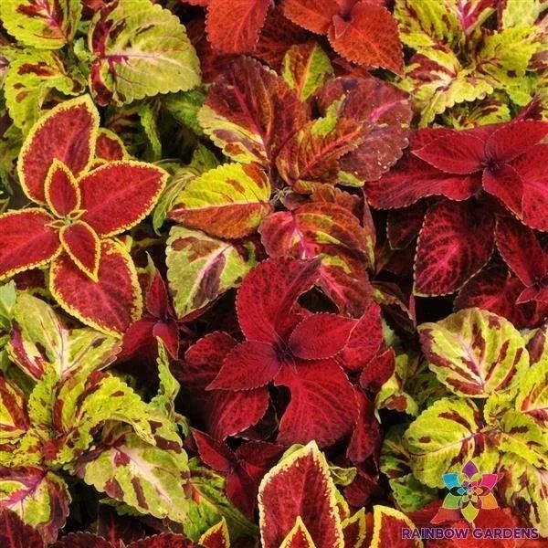Coleus Seeds Pack - 25+ Wizard Select Mixture - Colorful Foliage for Garden - Solenostemon scutellarioides