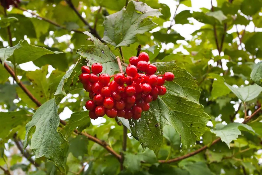 American Highbush Cranberry Seeds - Viburnum trilobum - Fruit-Bearing Hardy Shrub Seeds for Planting