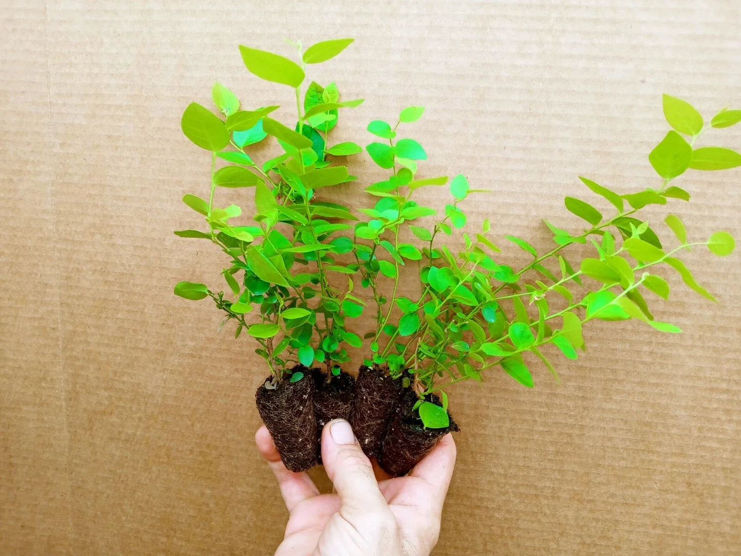 Emerald Blueberry Starter Plants - 4 Pack Vaccinium corymbosum, Early Ripening, Pesticide-Free, Full Sun, Well-Drained Soil