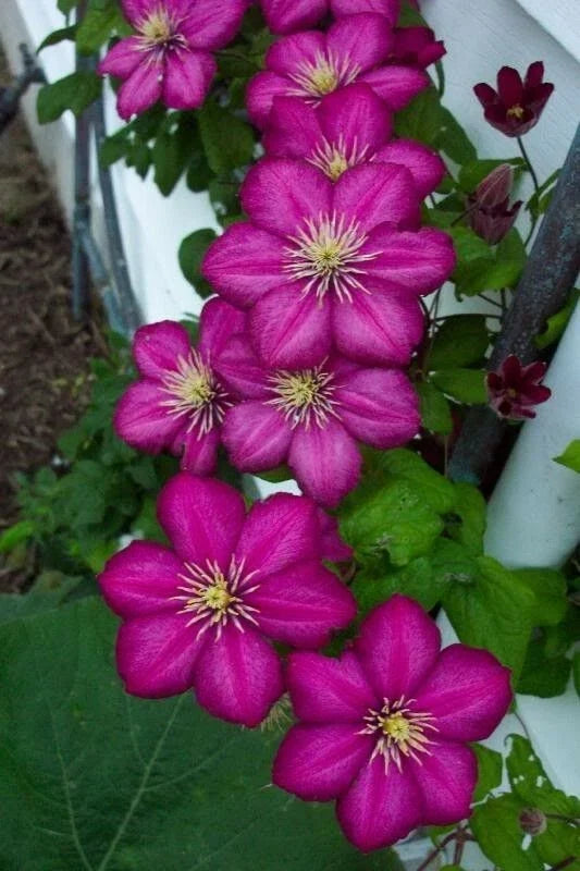 Magenta Clematis Seeds - Perennial Climbing Vine - Clematis viticella - Full Sun to Partial Shade - 25 Pack