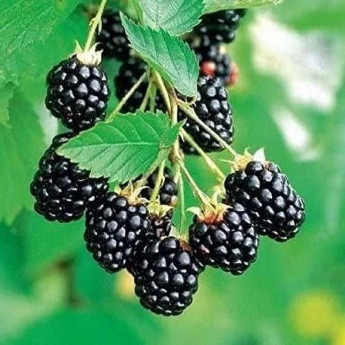 Set of 2 Rooted Arapaho Thornless Blackberry Plants - Easy Grow, No Pot, Rubus fruticosus, Fruit-bearing, Full Sun