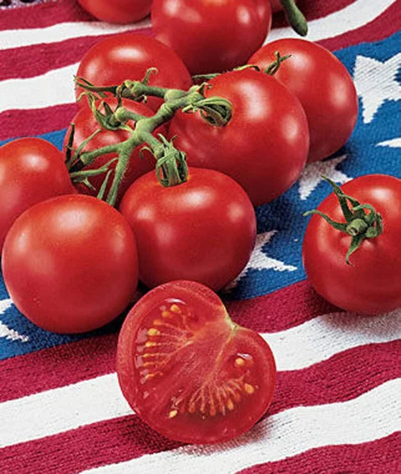 42 Day Tomato Seeds - Fastest Ripening Solanum lycopersicum - 30+ Seeds