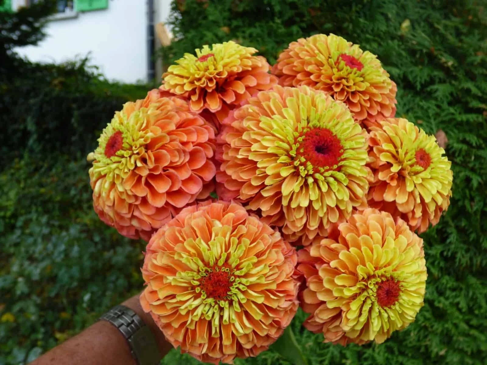 Queen Lime Orange Zinnia Seeds – 100+ Seeds for Garden, Zinnia elegans, Vibrant Lime & Orange Blooms, Attracts Pollinators, Easy to Grow