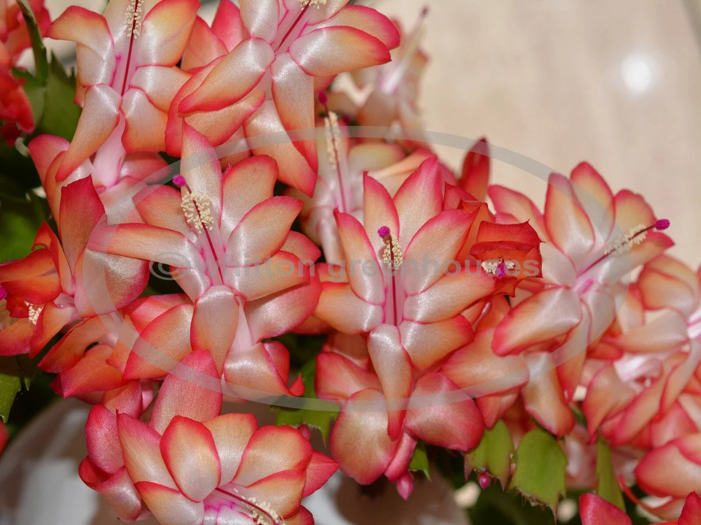 Thanksgiving/Christmas Cactus Cuttings - Schlumbergera "Samba Brazil" Rootless Propagation Material