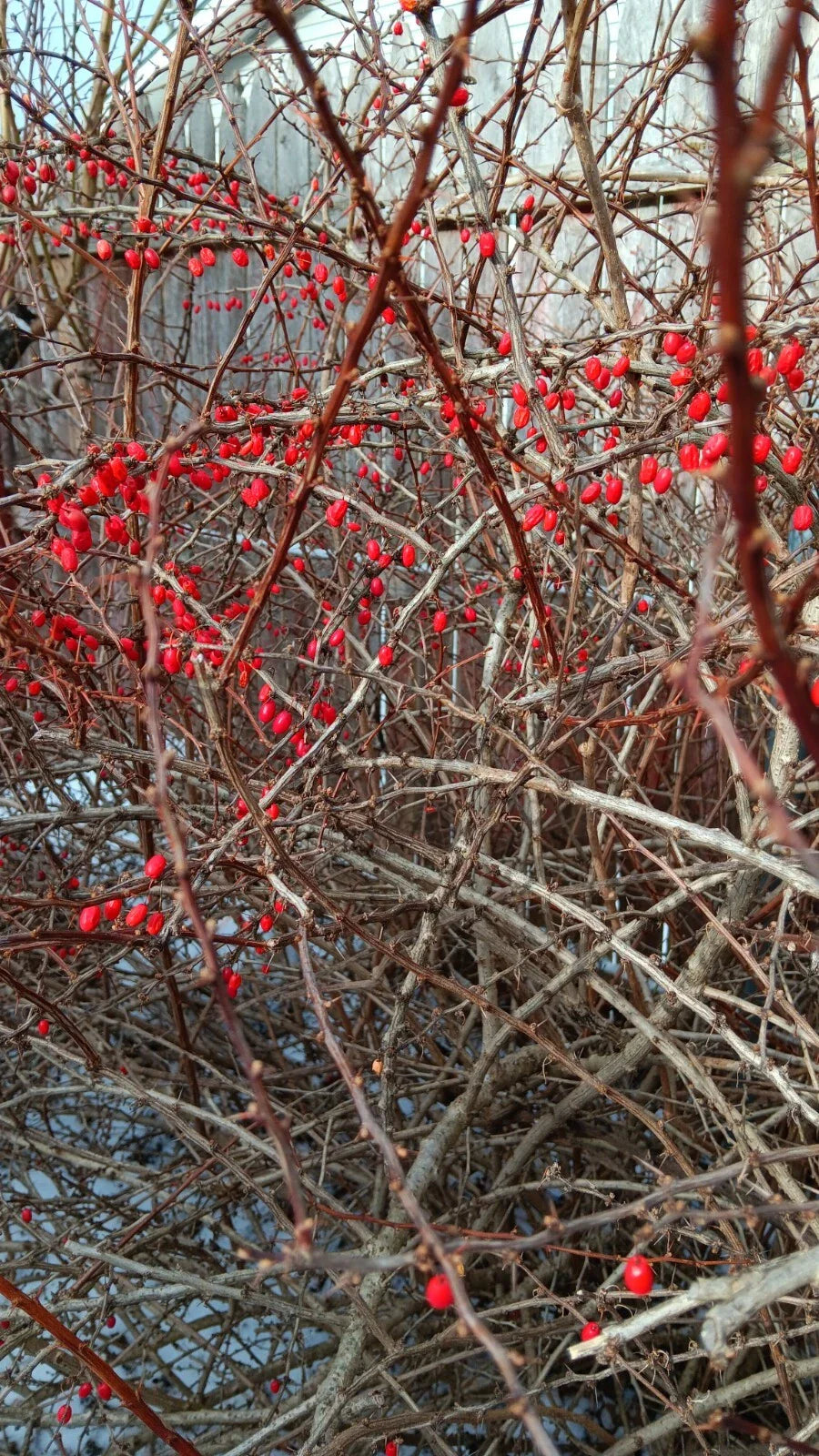 Japanese Barberry Bush Cuttings - 6 Organic Berberis thunbergii Edible Berries for Hedges & Borders