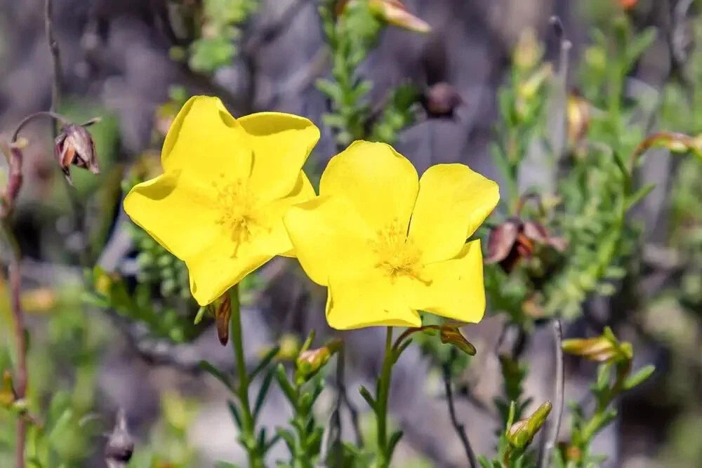 Dwarf Creeping Rock Rose Seeds - 50 Pack - Ground Cover Fumana procumbens for Drought-Tolerant Landscaping