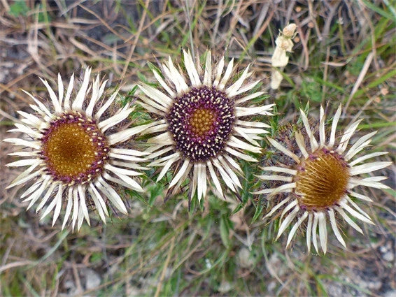 Carline Thistle Seeds – 200+ Pack – Drought-Tolerant Perennial – Carlina vulgaris – Full Sun to Partial Shade