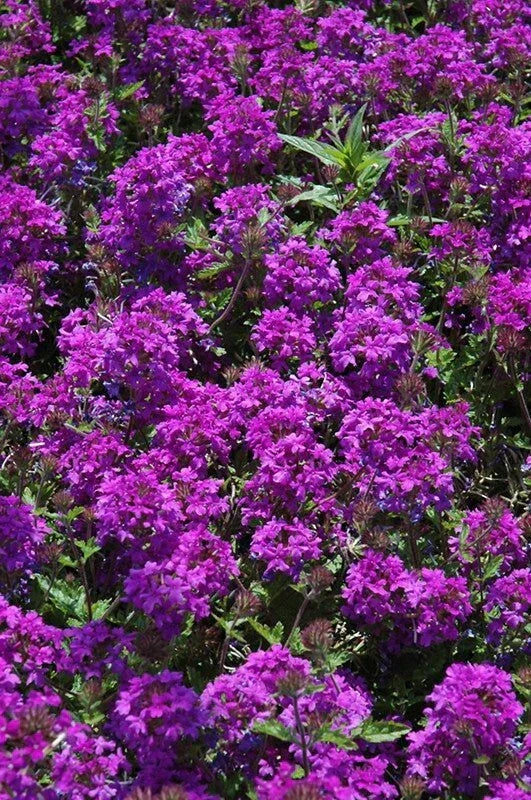 Purple Verbena Homestead Purple Plant 4" Pot - Verbena canadensis, Drought Tolerant, Zones 7-10