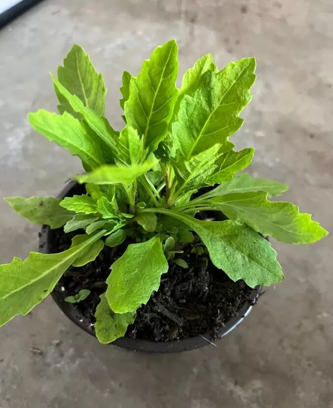 Epazote Herb Plants in 4-Inch Pots | Dysphania ambrosioides | Mexican Cuisine Herb | Live Starter Plants Set of 2