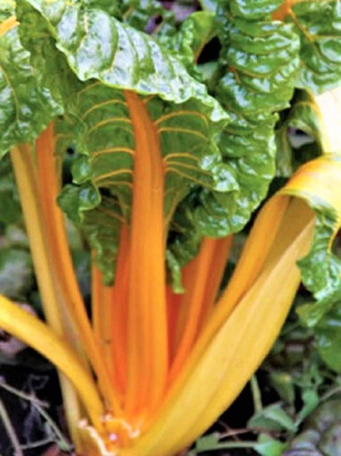 Orange Fantasia Swiss Chard Seeds - 100+ Bright Orange Stems, Beta vulgaris var. cicla, Non-GMO, Easy to Grow, Vegetable Seeds