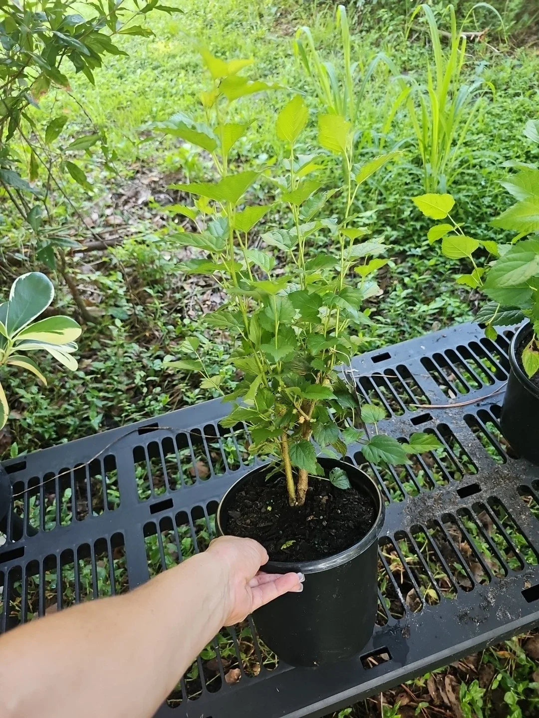 Large Dwarf Black Mulberry Live Plant - Morus Nigra, Everbearing, Well-Rooted Fruit Tree for Small Gardens