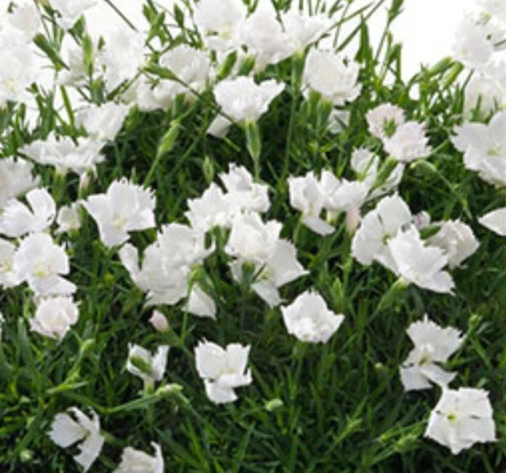 Beauties Annabelle Dianthus - Bare Root Perennial with White Flowers and Spicy Scent - Dianthus spp.
