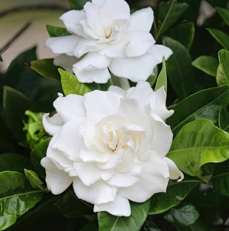 Gardenia Jasmine Live Plant 6-8 Inches Aimee Yoshioka Fragrant Blooms Gardenia jasminoides