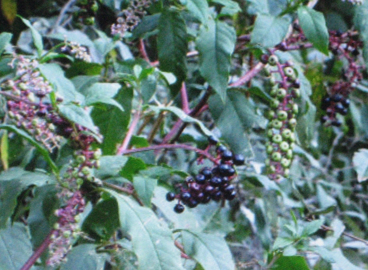 Pokeberry Seeds 25 Pack - Edible Poke Sallet - Phytolacca americana - Ornamental Garden Plant