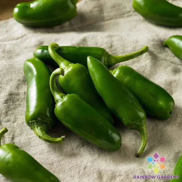 Jalapeno Hot Pepper Seeds - 25+ Pack, Capsicum annuum, Spicy, Home Garden, USA Grown, Easy to Grow