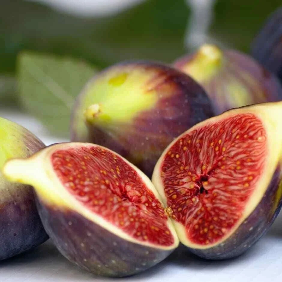 Brown Turkey Fig Live Plant – 14+ Inches Ficus carica, Heat-Tolerant, Self-Pollinating Fruit Tree for Zones 7-11