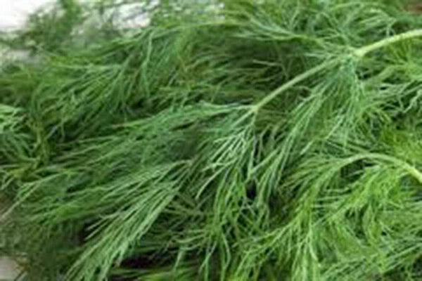 Dill Seed Packets - Heirloom Bouquet Anethum graveolens Non-GMO 50+ Seeds for Culinary & Herb Gardens