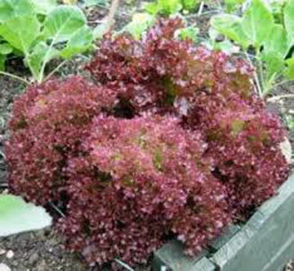 Lettuce Seeds, 25+ Red Leaf Lolla Rosa, Heirloom, Non-GMO, Crisp Dark Leaves, Loose-Leaf Salad Greens, Lactuca sativa