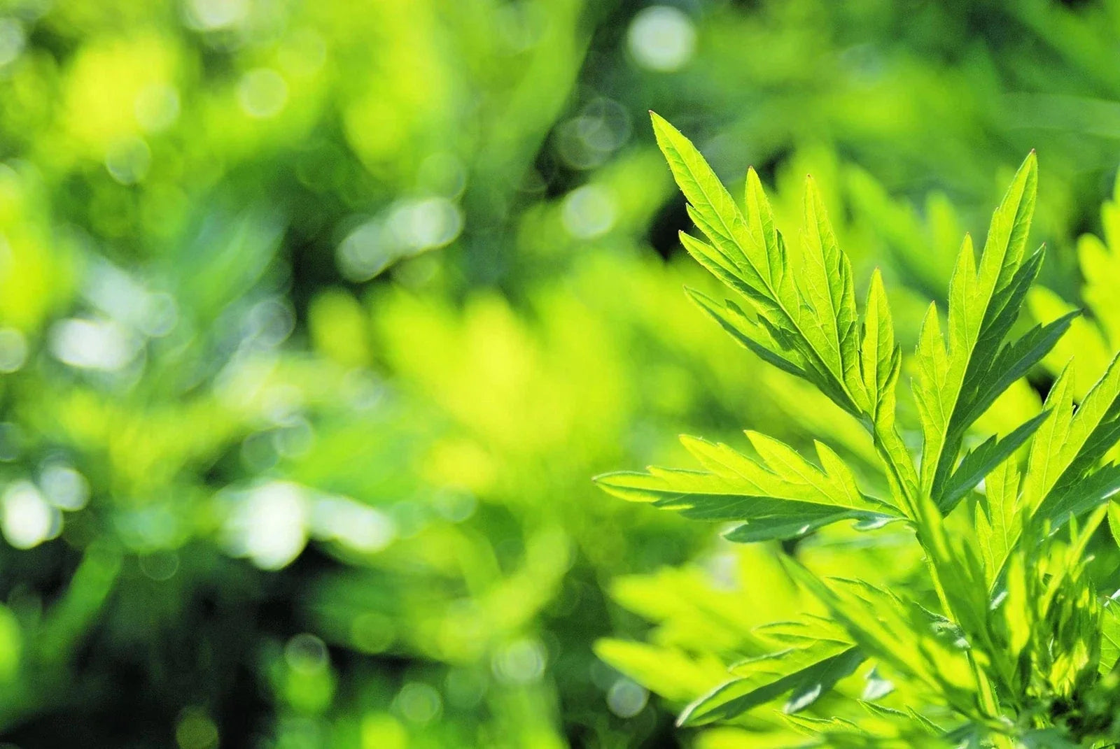 Mugwort Herb Seeds 100 Pack Artemisia vulgaris Organic Culinary Perennial Planting