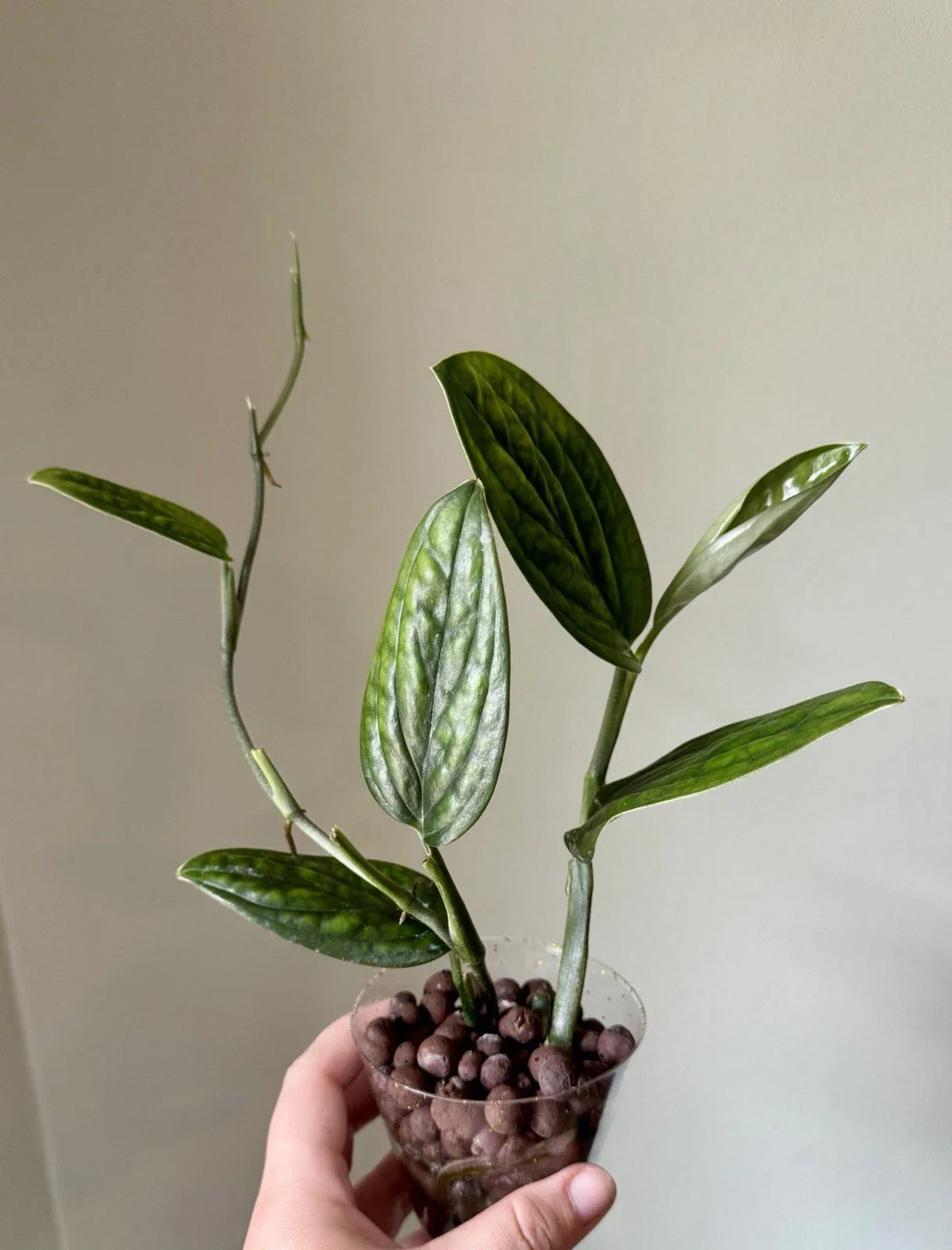 Monstera Peru Rooted Cuttings - Tropical Houseplant Monstera karstenianum for Indoor Gardening