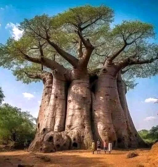 Baobab Seeds - 5 Pack - Adansonia digitata "Tree of Life" - Rare Exotic Bonsai Seeds