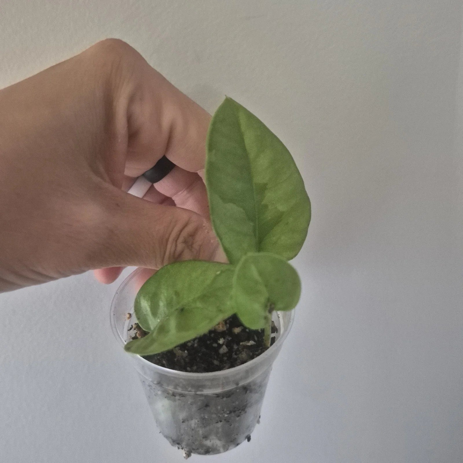 Mystery Pothos Starter Plants 2-Inch Pot Variegated Green Foliage Epipremnum aureum Indoor Plant
