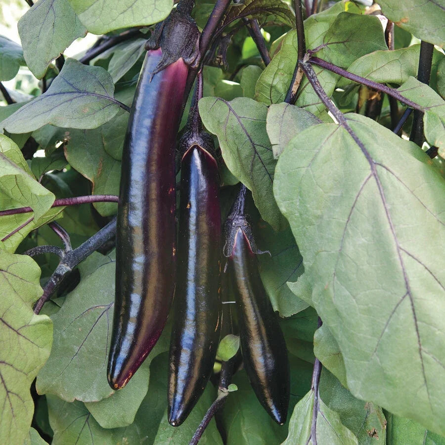 Shikou Eggplant Seeds - Organic Solanum melongena for Home Gardening, Container, Bounty of Dark Purple Fruits