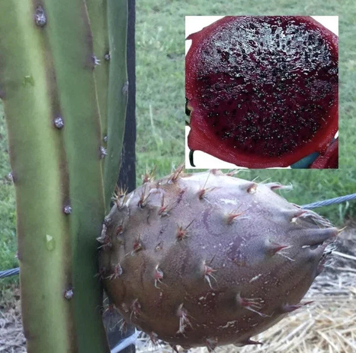 Rare Organic Black Afrikanis Dragon Fruit Cuttings – 2 Live Rooted Pitaya Plants, Hylocereus undatus