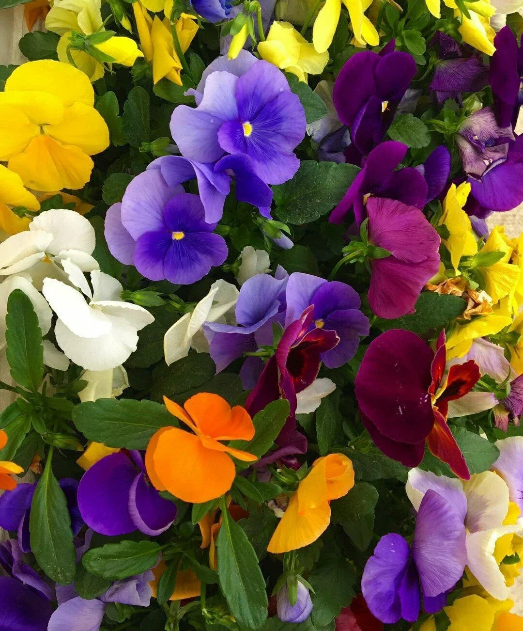Pansy Seeds Flower Mix - 50 Count Viola tricolor Easy Grow Garden Bedding & Container Flowers