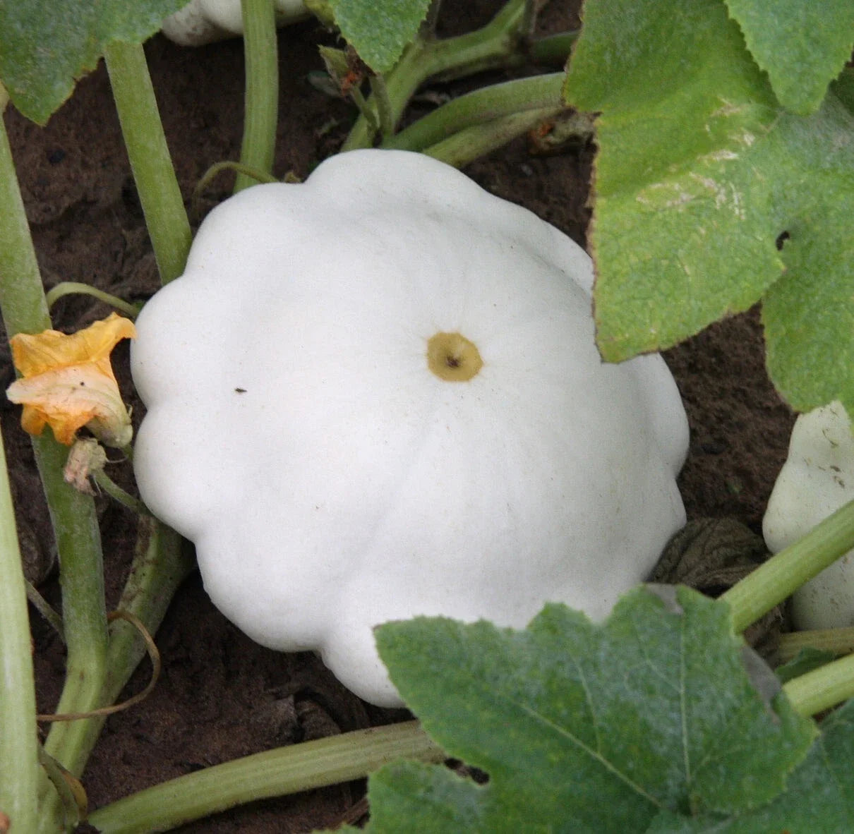 Organic Early White Scallop Patty Pan Squash Seeds – Heirloom, Non-GMO, Cucurbita pepo, 20 Seeds