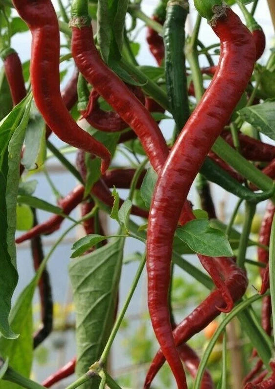 Red Cayenne Pepper Seeds - 50+ Long Thin Spicy Herb Capsicum annuum for Cooking & Gardening