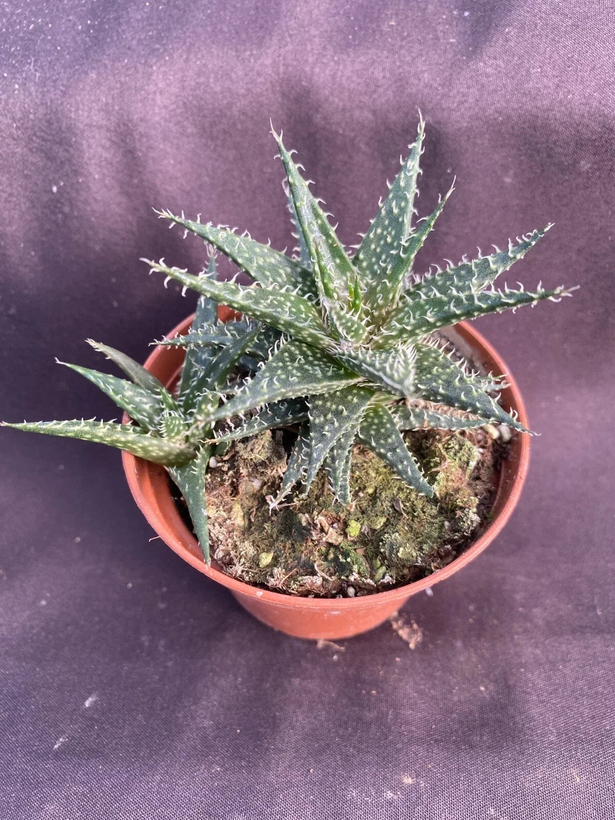 Dwarf Aloe Plant 3" Pot - Aloe haworthioides Rooted Succulent for Indoor & Outdoor Gardening