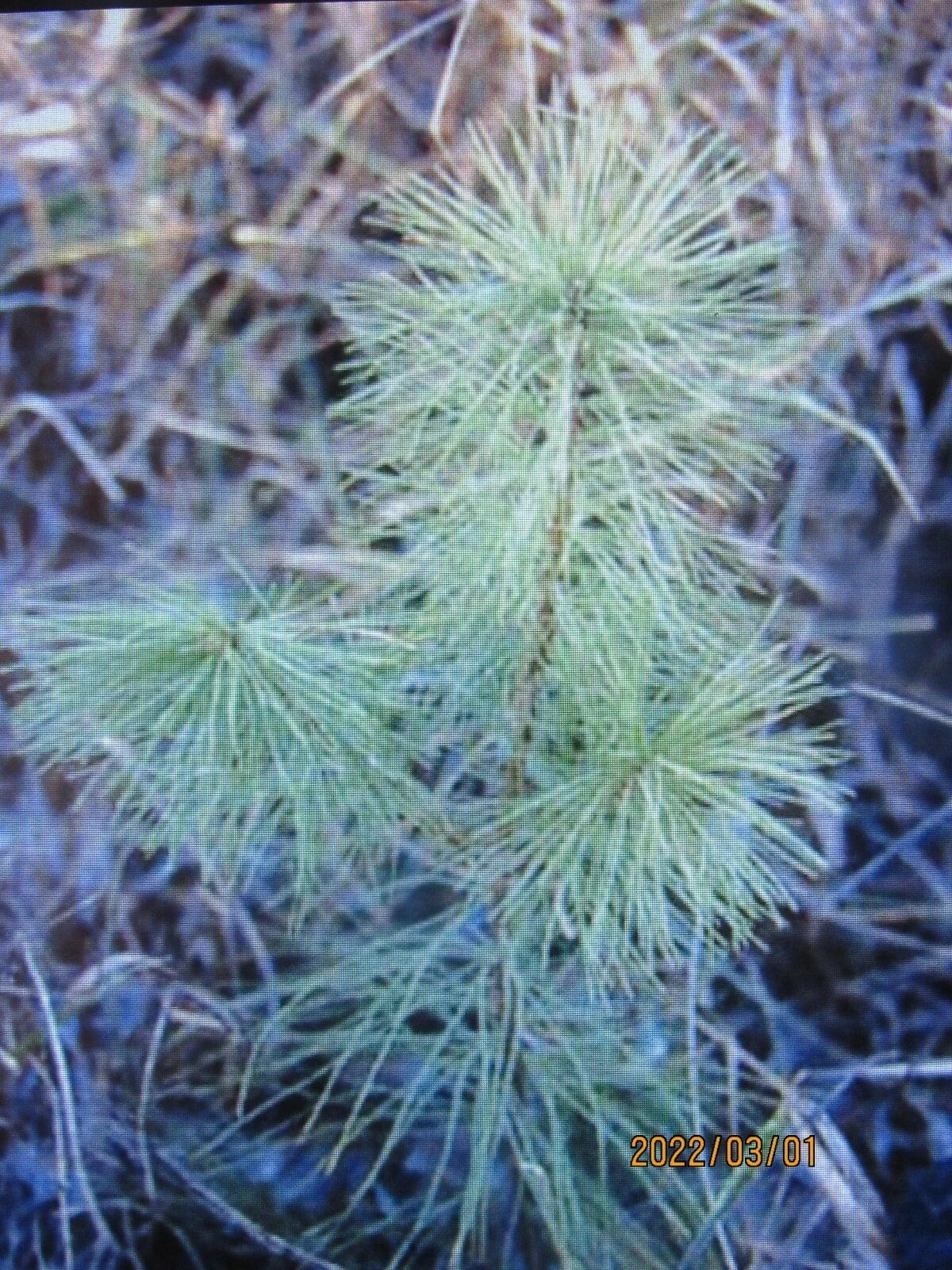 White Pine Seedlings 6-10 Inches Bare Root Transplants Pinus strobus for Reforestation & Garden