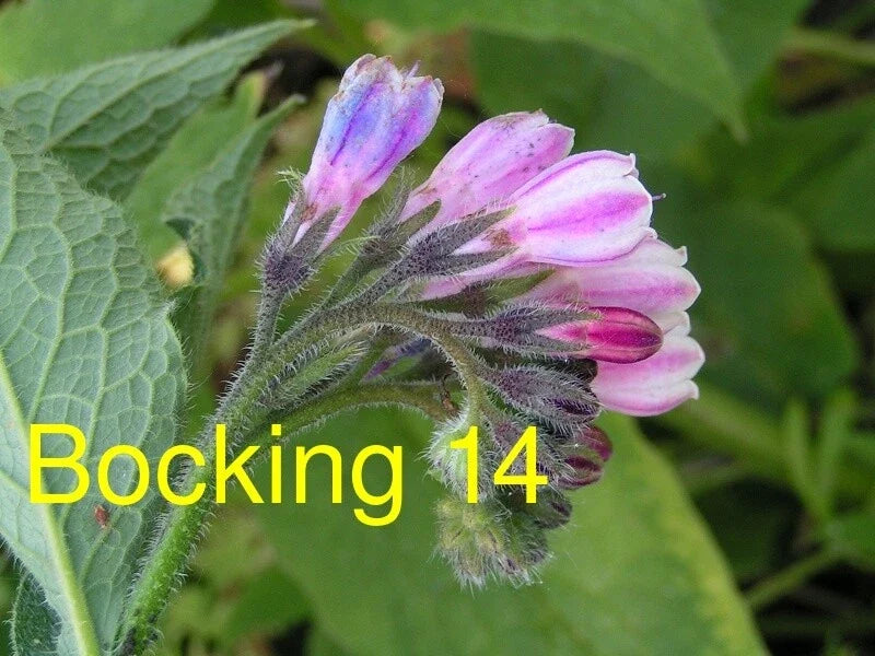 Russian Comfrey Cuttings Bocking 14 Symphytum × uplandicum Live Root Plantings, 5 Unrooted Cuttings