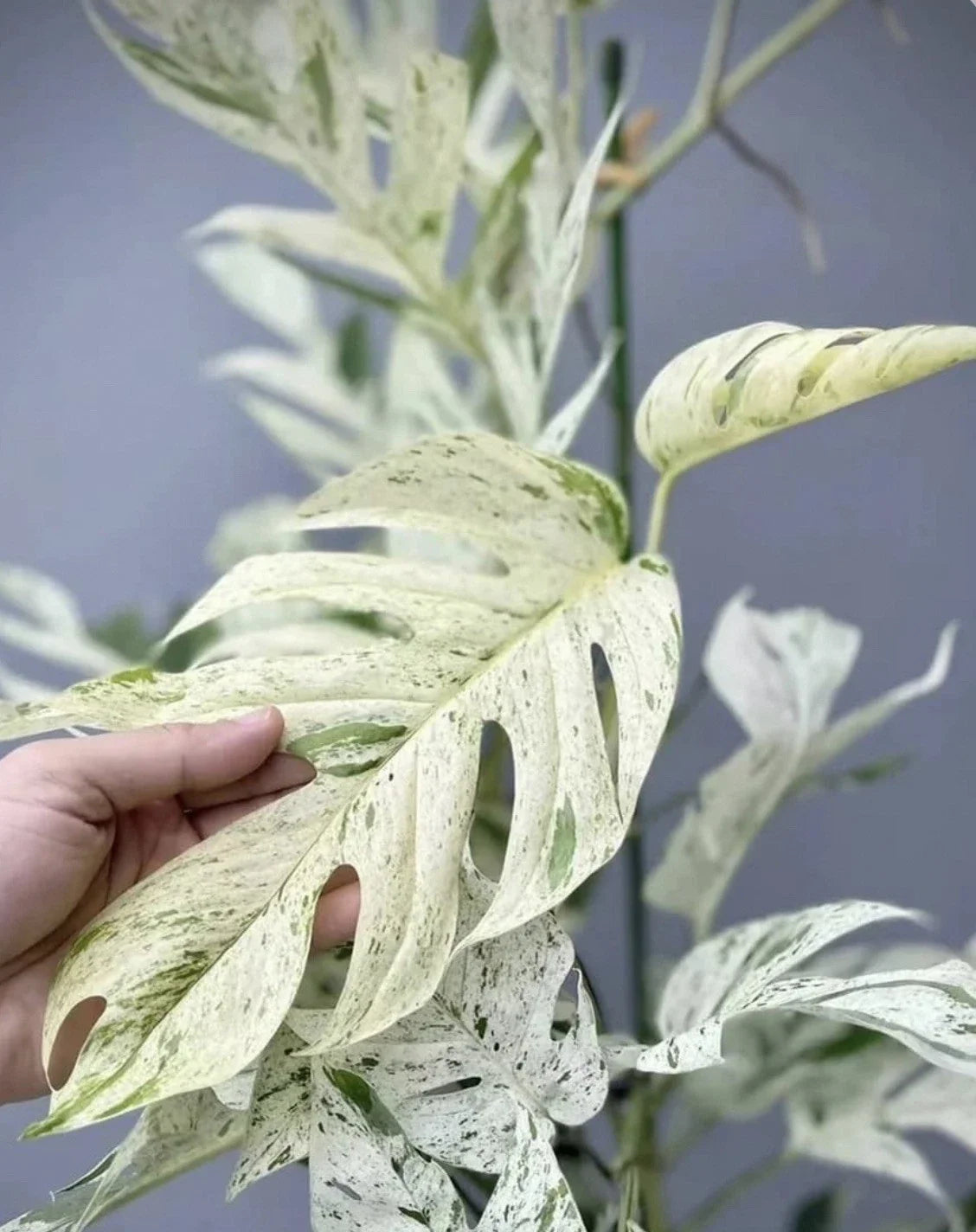 Epipremnum Pinnatum Marble Cutting - Rare Marbled Houseplant - Indoor Pothos Propagation Plant Cutting