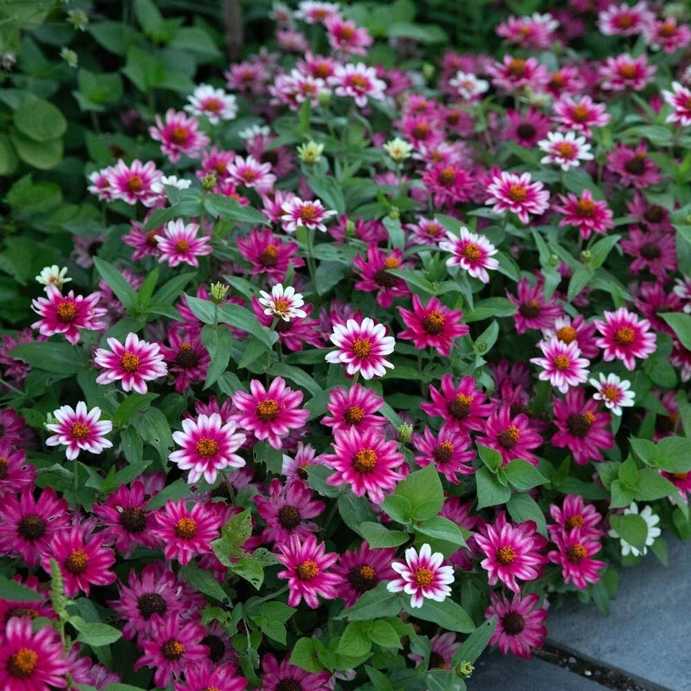 Profusion Cherry Bicolor Zinnia Seeds – Bright Red & Bicolor Flowers, Annual Garden Planting, Zinnia elegans, 100 Seeds