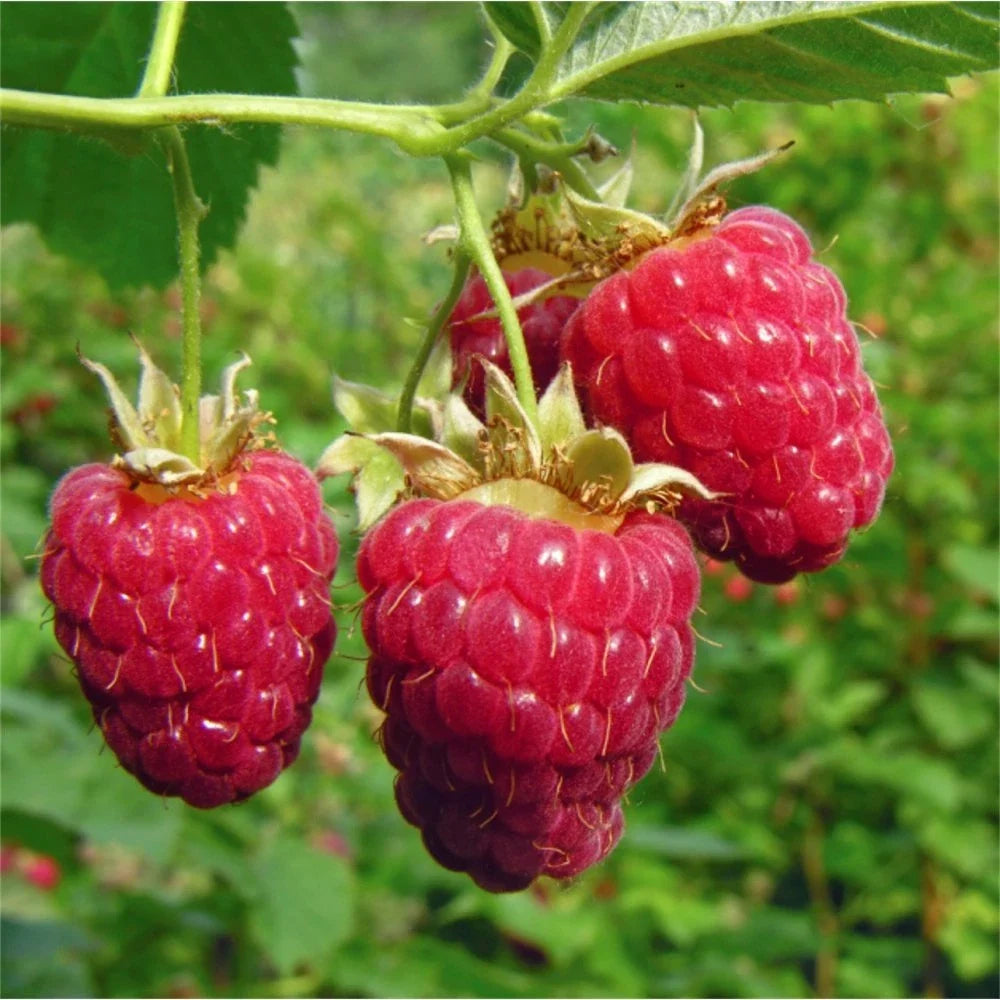 Giant Sweet Tulameen Raspberry Seeds - Rubus idaeus - 25 Medicinal Fruit Seeds Rich in Antioxidants & Fiber