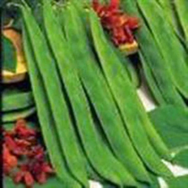 Top Crop Bush Bean Seeds – Heirloom Phaseolus vulgaris, Compact Annual Vegetable, Fresh & Cooked Edible Pods, 20+ Seeds