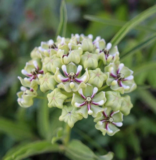 Milkweed Seeds - 30 Non-GMO Asclepias tuberosa for Monarch Butterfly Habitat, Heat Tolerant, Texas Garden Plant