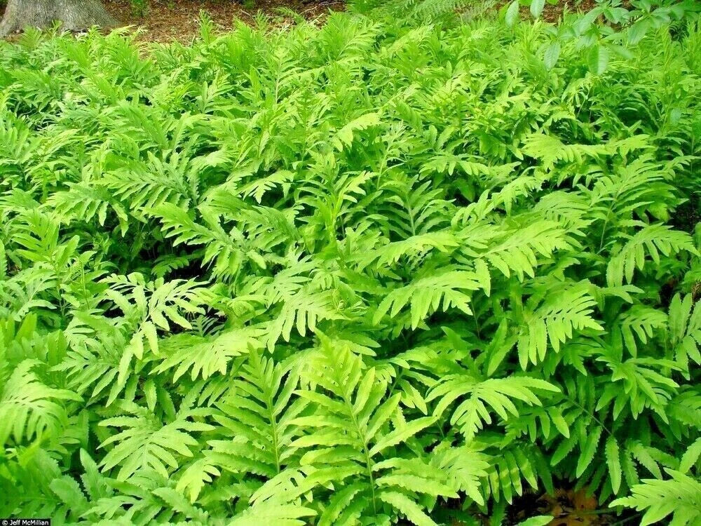 Sensitive Fern Live Plants - Onoclea sensibilis - Woodland Native - Deer Proof - Fully Rooted