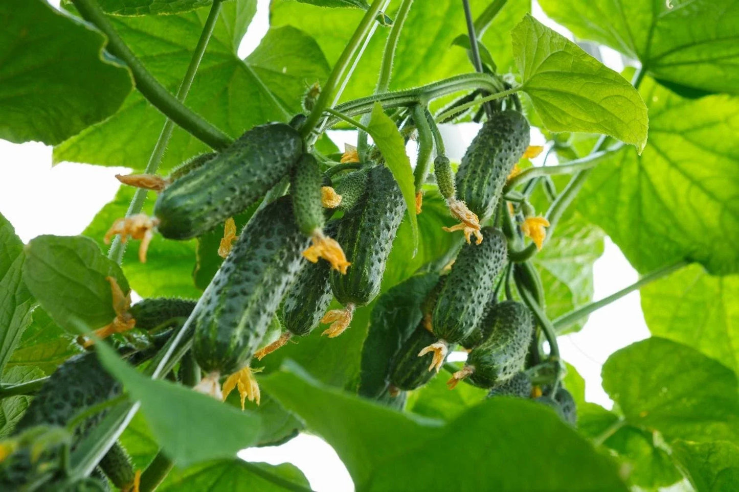 Boston Pickling Cucumber Seeds - Heirloom Cucumis sativus for Home Garden, Pickling, Crisp Small Cucumbers, 50+ Seeds