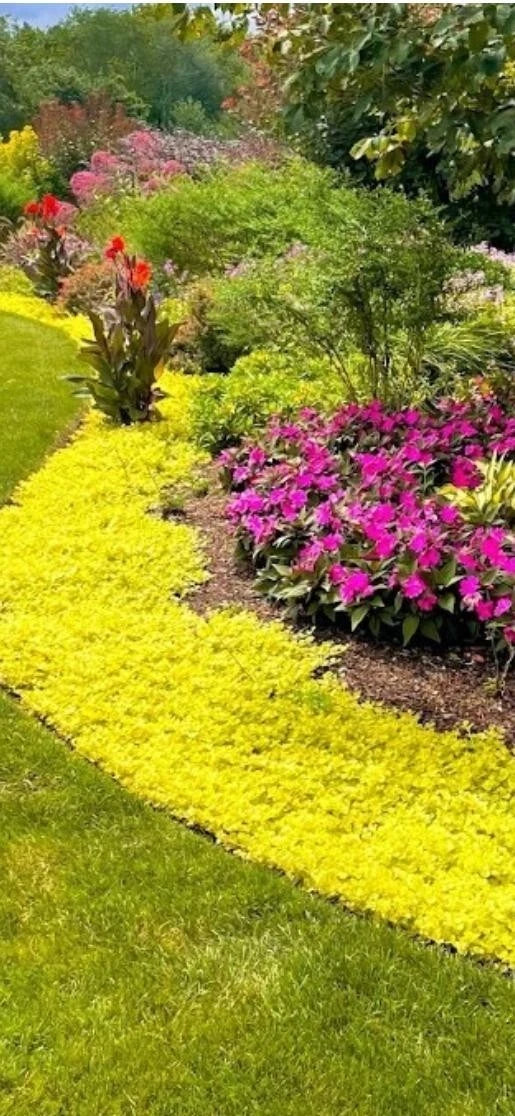 Golden Creeping Jenny Cuttings - 10 Pieces for Groundcover, Hanging Baskets, Pots