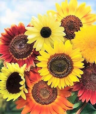 Sunflower Seeds Mix 8 Species Assorted Variety Helianthus annuus Garden Seeds for Planting