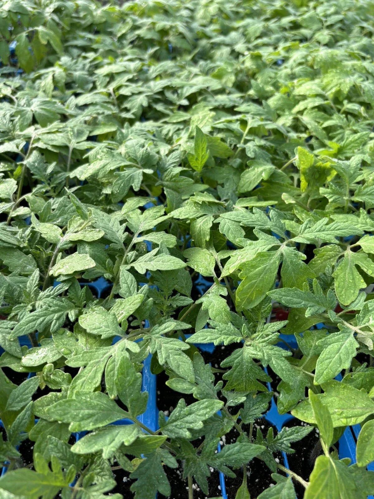Beefsteak Tomato Live Plants 4 Pack - Heirloom Solanum lycopersicum, 6-10 Inches, Juicy, High-Yield Vegetable Garden Starter