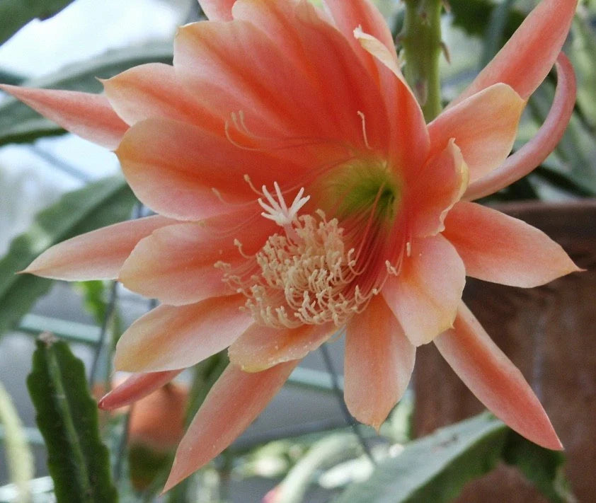 Epiphyllum Orchid Cactus Cutting - MOR MOR Variety, Don's Cuttings, Indoor/Outdoor, Trailing, Bright Flowers