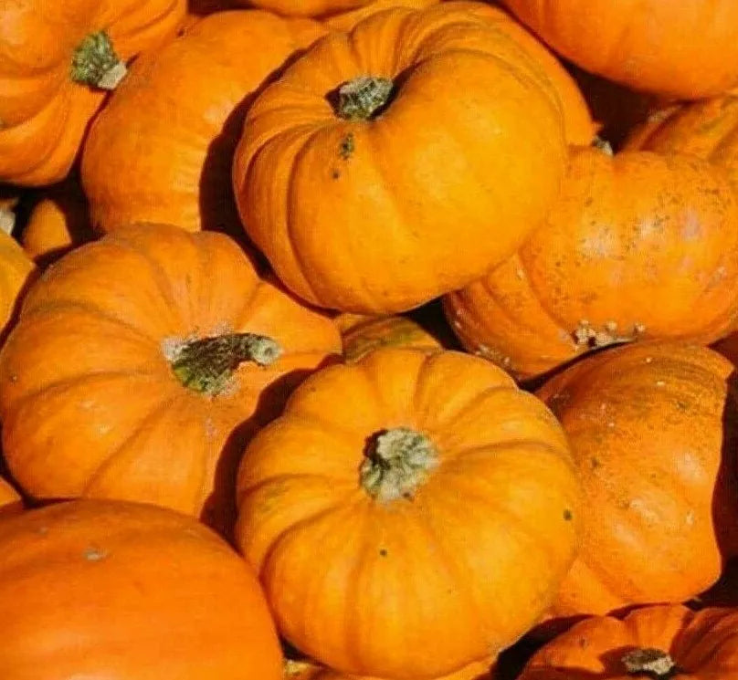 Pumpkin Seeds - Jack Be Little Miniature Decorative Seeds Cucurbita pepo, Compact Growth, Bright Orange, Garden & Container Plant