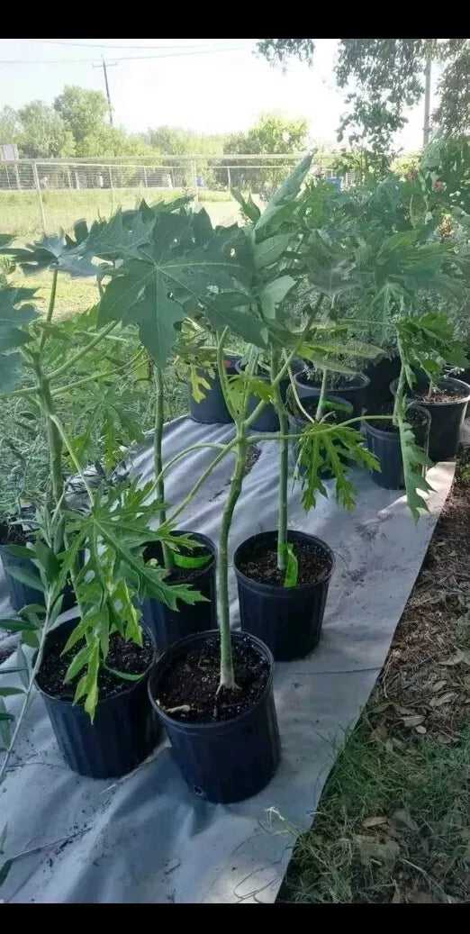 Red Royale F1 Papaya Tree in 3 Gallon Pot, Red Glory Variety, Carica papaya, Tropical Fruit Tree, Compact, Full Sun
