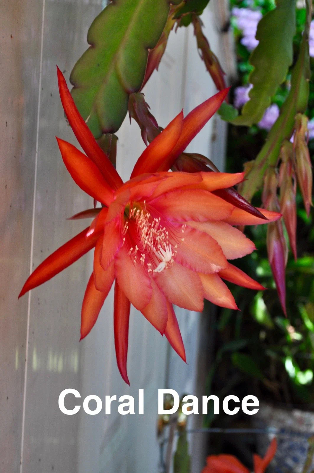 Epiphyllum Orchid Cactus Cuttings – 3 Rooted Coral Dancer Epiphyllum oxypetalum Perennial Succulent for Indoor Garden