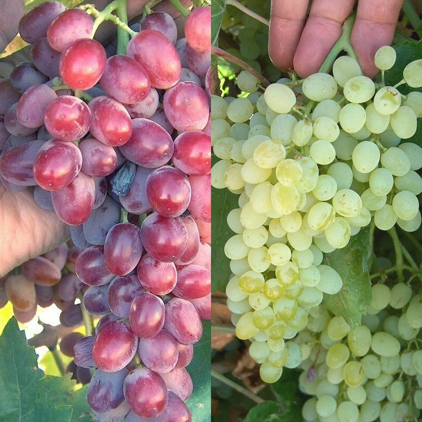 Crimson Thompson Grape Bare Root Plant Seedless Vitis vinifera for Fresh Eating & Raisins