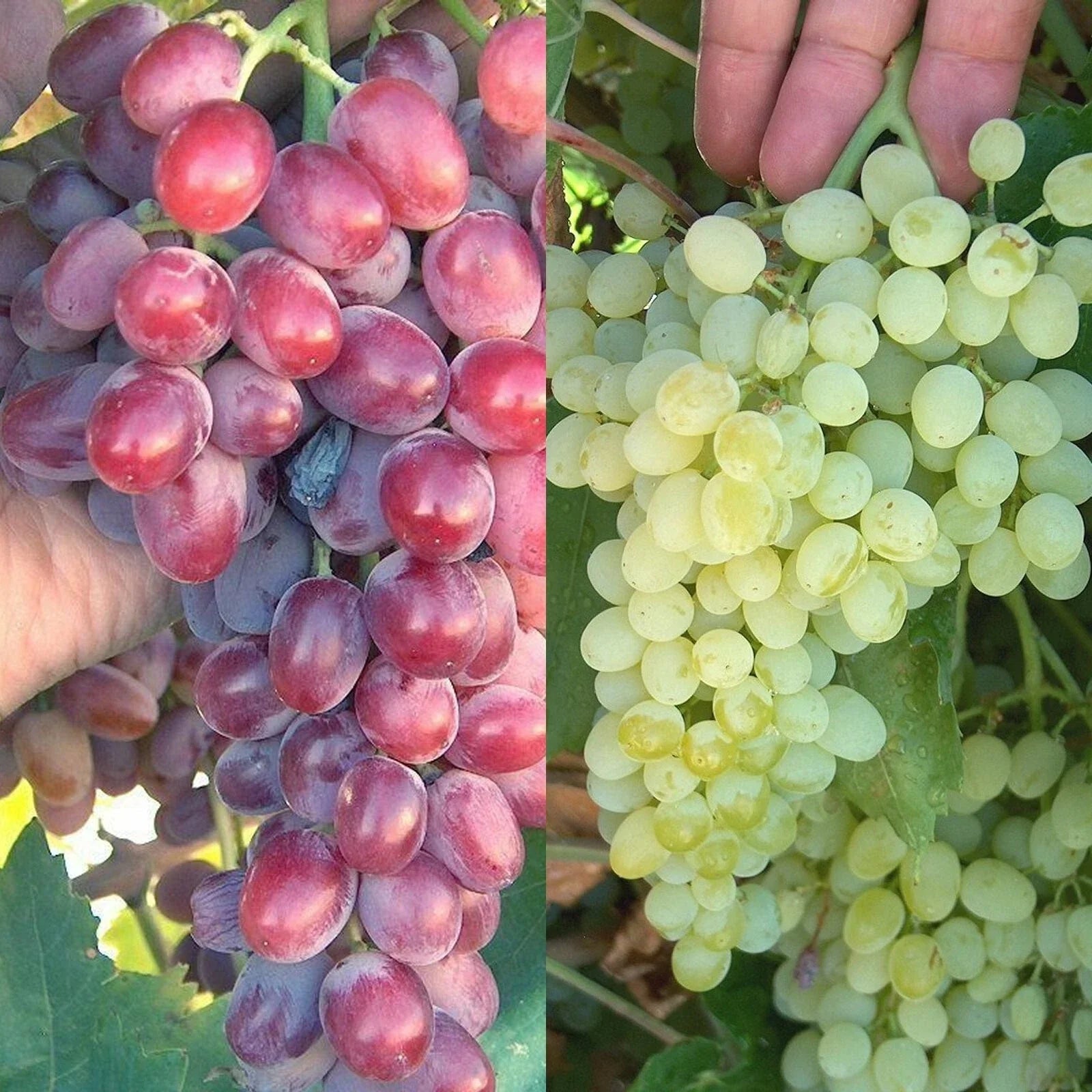 Crimson Thompson Grape Bare Root Plant Seedless Vitis vinifera for Fresh Eating & Raisins